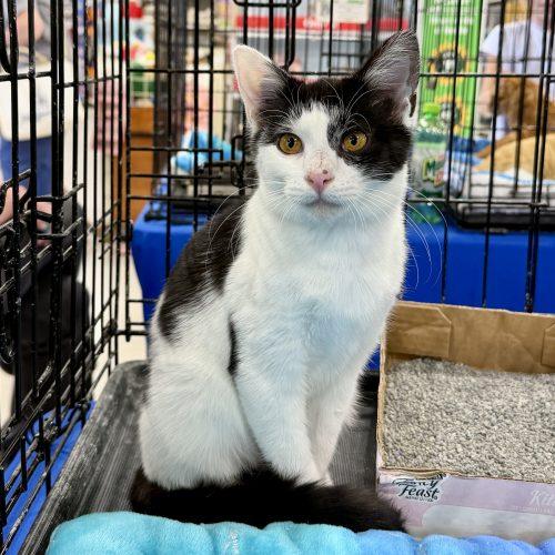Enlarge Watson, a Adoptable Domestic Short Hair in Knoxville, TN image 2/6