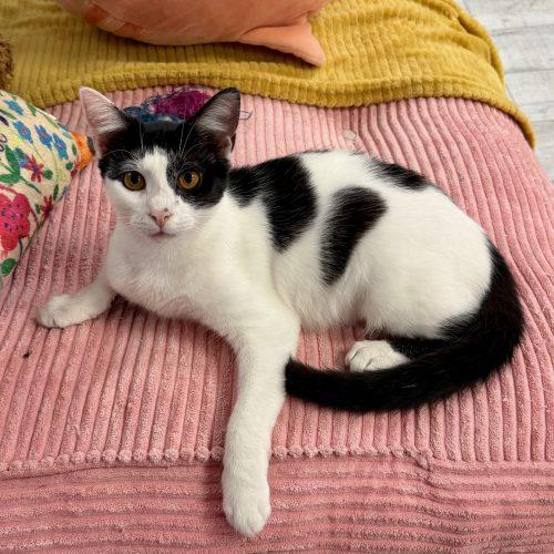 Enlarge Watson, a Adoptable Domestic Short Hair in Knoxville, TN image 3/6