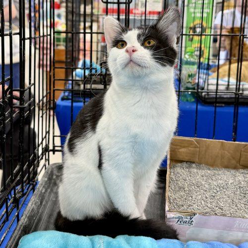 Enlarge Watson, a Adoptable Domestic Short Hair in Knoxville, TN image 4/6