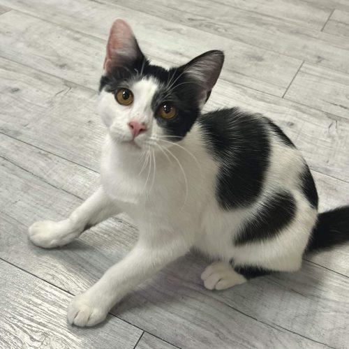 Enlarge Watson, a Adoptable Domestic Short Hair in Knoxville, TN image 5/6