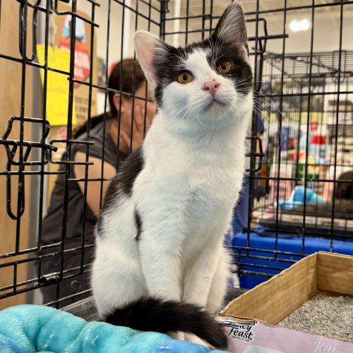 Enlarge Watson, a Adoptable Domestic Short Hair in Knoxville, TN image 6/6