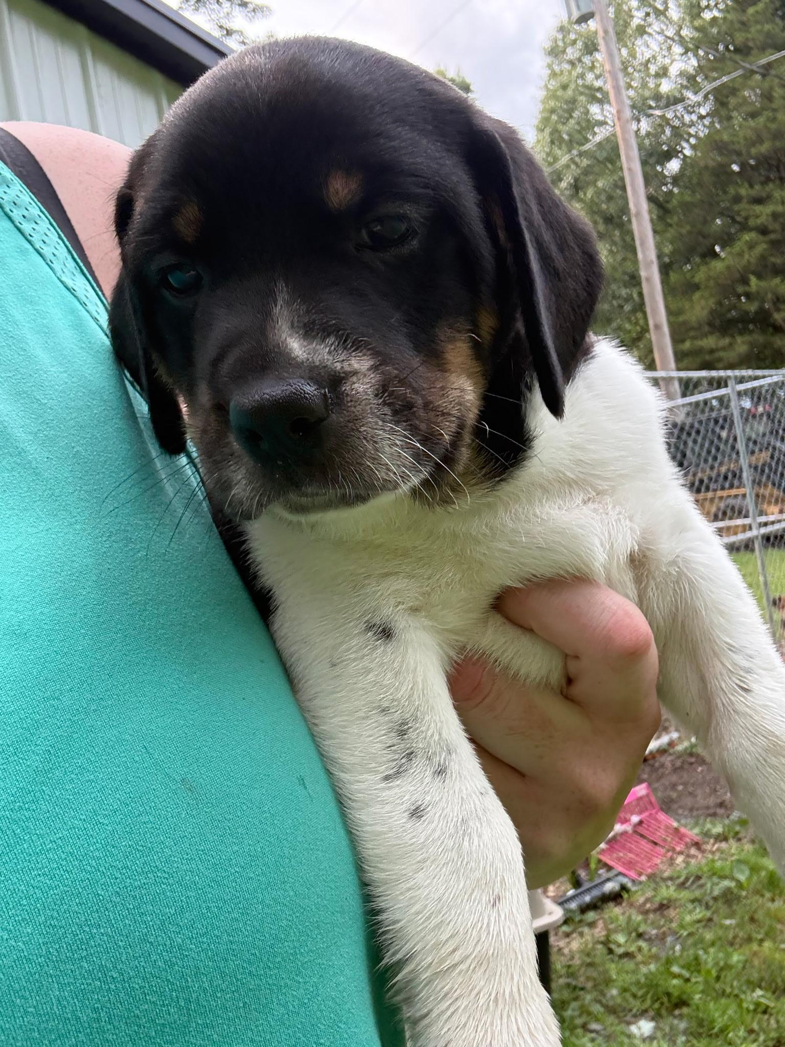 Enlarge Beagle Girls, a Adopted mixed breed in tannersville, PA image 1/1