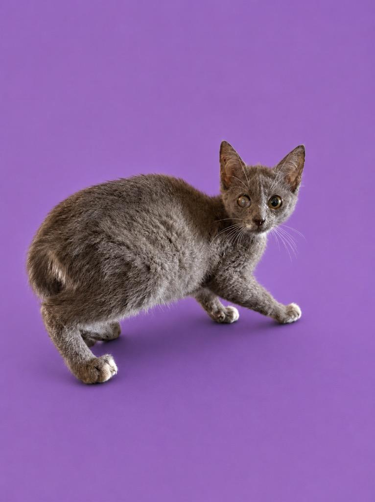 Pepper, Adoptable, Kitten Female Domestic Short Hair.