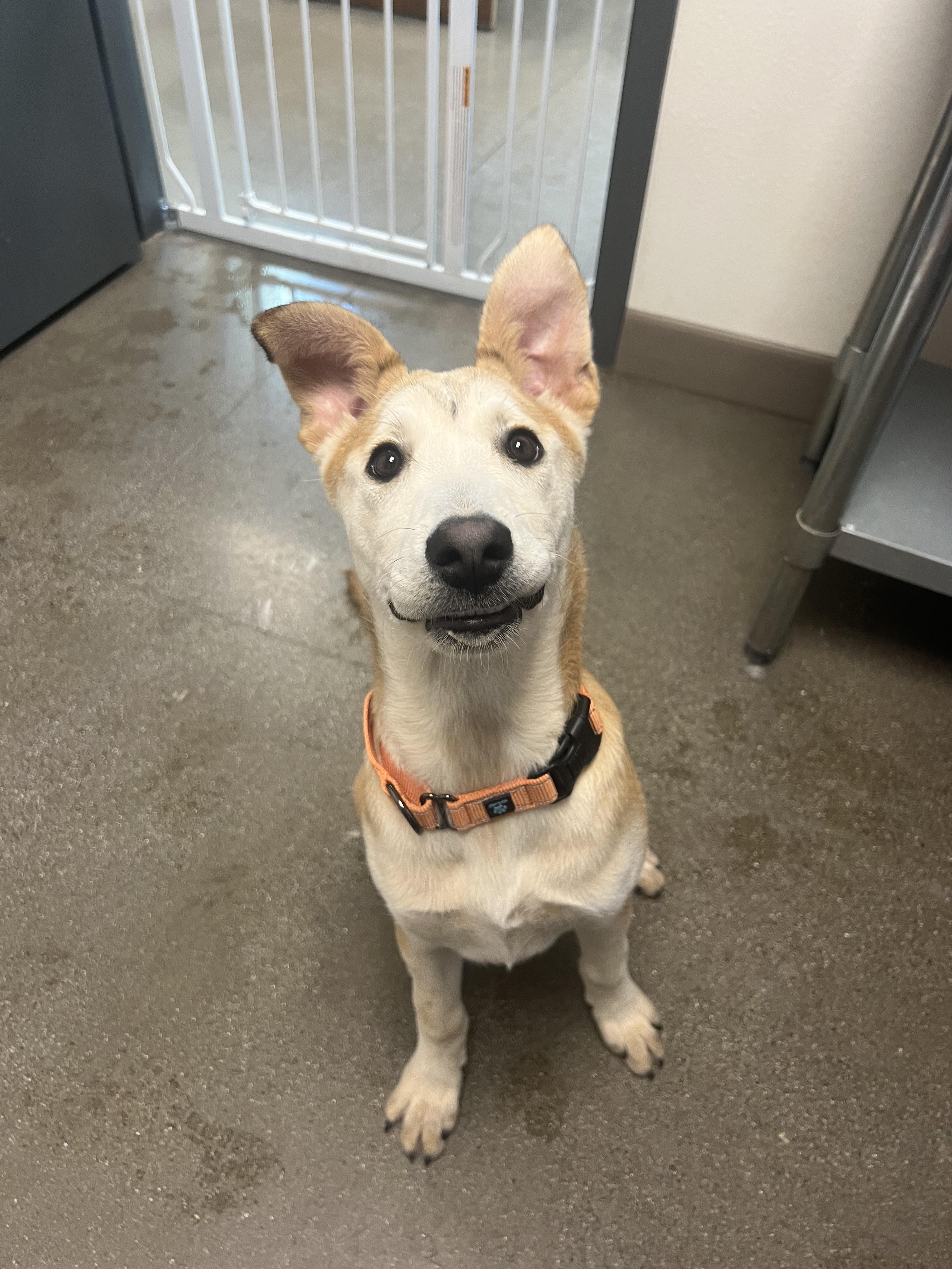 Enlarge Dorothy, a Adoptable mixed breed in Chico, CA image 1/2