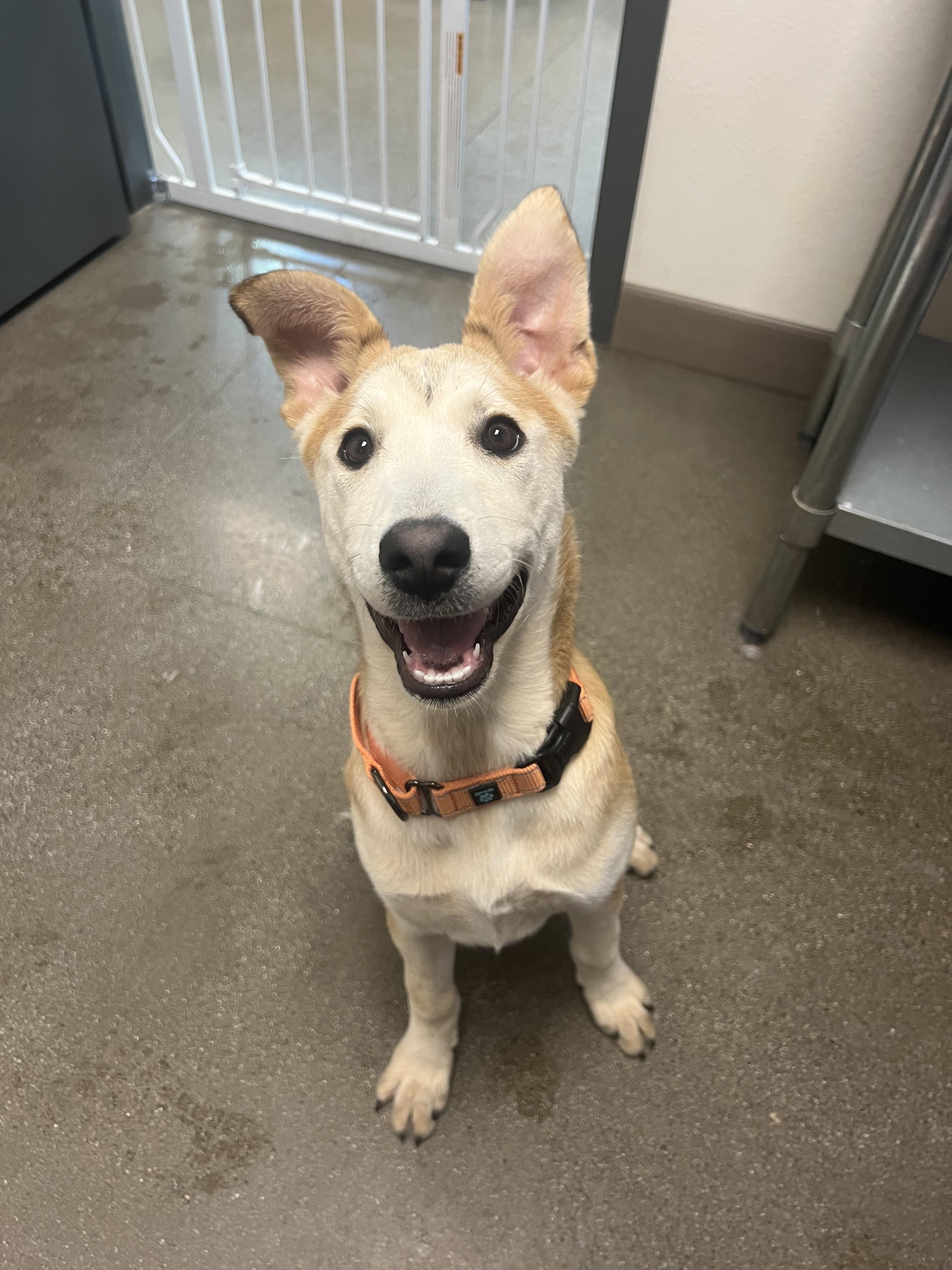 Enlarge Dorothy, a Adoptable mixed breed in Chico, CA image 2/2