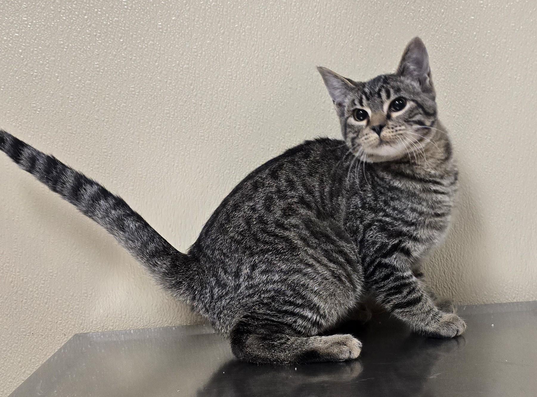 Timmy, adopted, Kitten Male Domestic Short Hair.