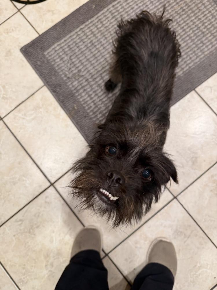 Frankie, Adoptable, Adult Female Cairn Terrier & Yorkshire Terrier.