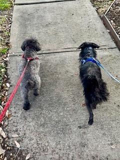 Frankie, Adoptable, Adult Female Cairn Terrier & Yorkshire Terrier.