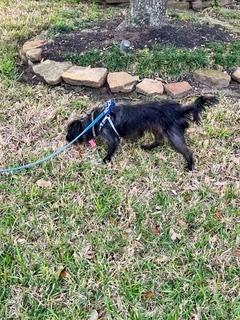 Frankie, a Adoptable mixed breed in Aurora, CO image 2/4