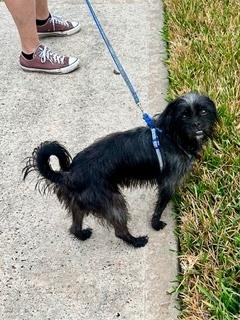 Frankie, a Adoptable mixed breed in Aurora, CO image 3/4