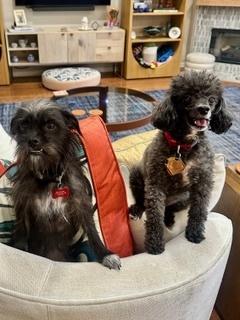 Frankie, a Adoptable mixed breed in Aurora, CO image 4/4