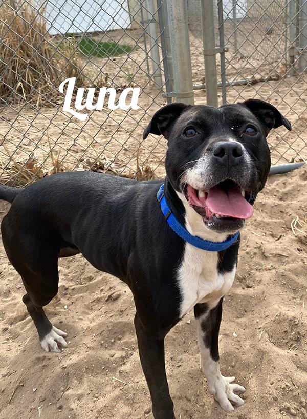 Enlarge Luna, an adopted mixed breed in Prudenville, MI image 1/1
