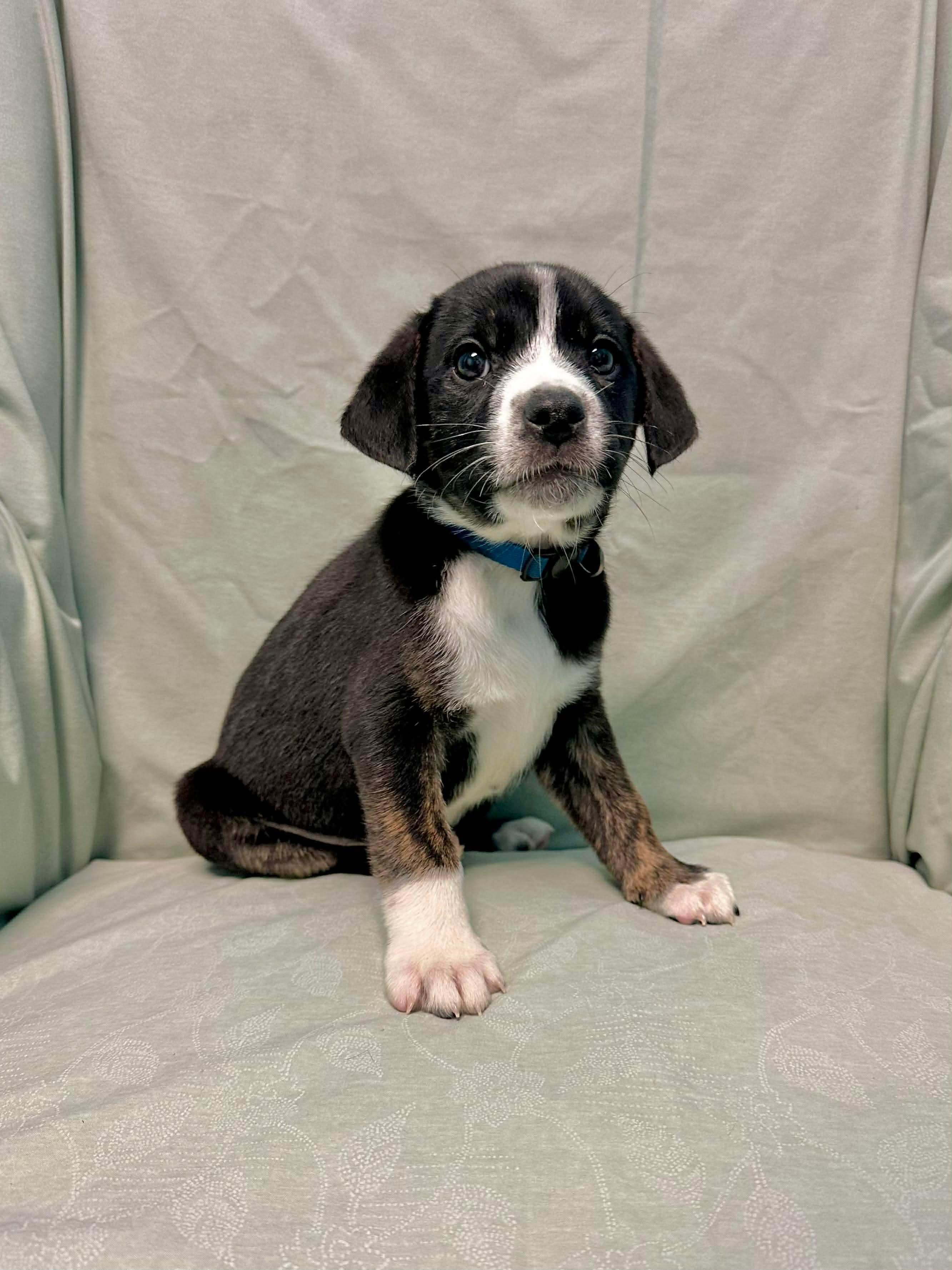 Enlarge Sam, a Adoptable mixed breed in Walker, LA image 1/4