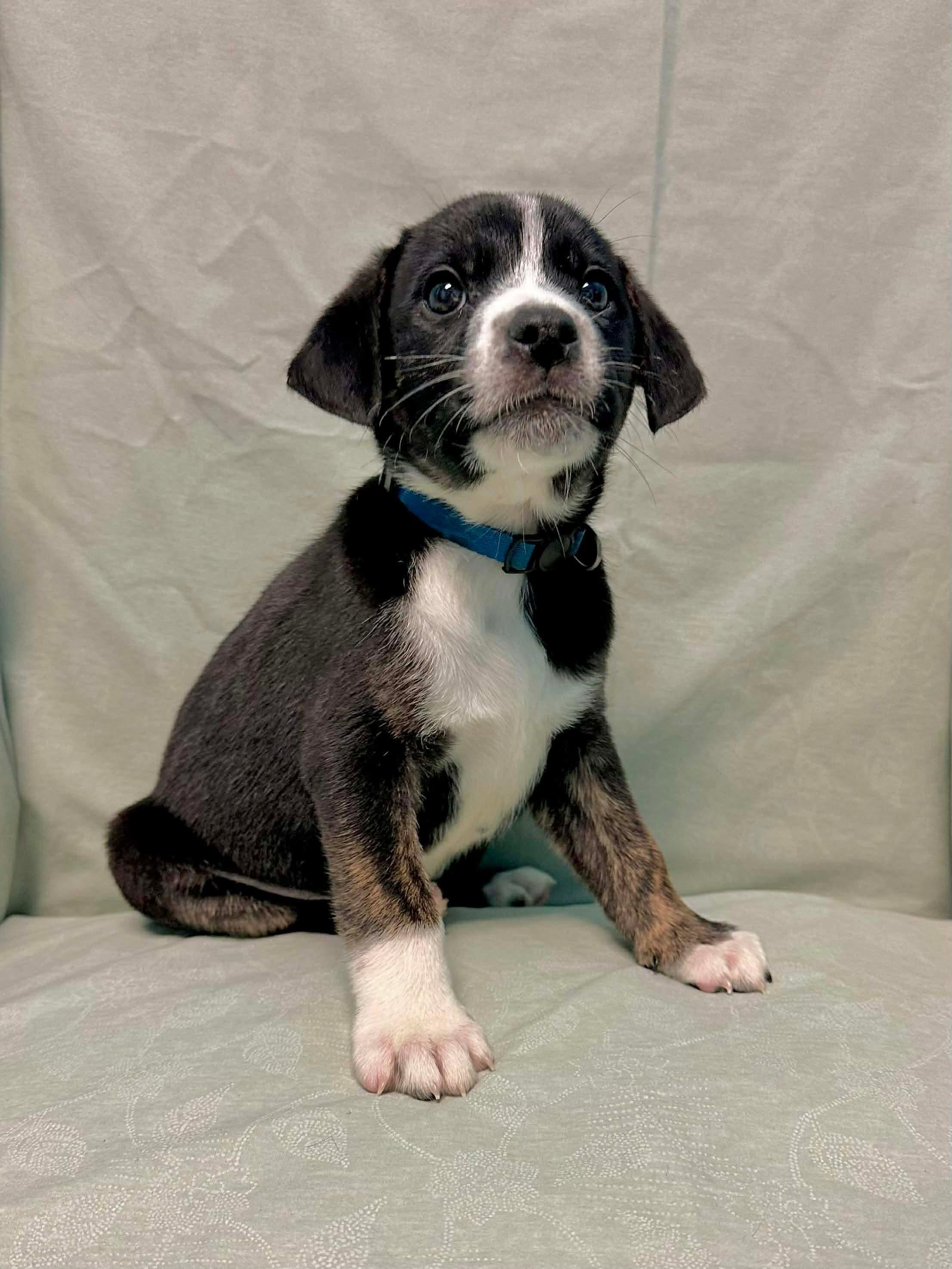 Enlarge Sam, a Adoptable mixed breed in Walker, LA image 2/4