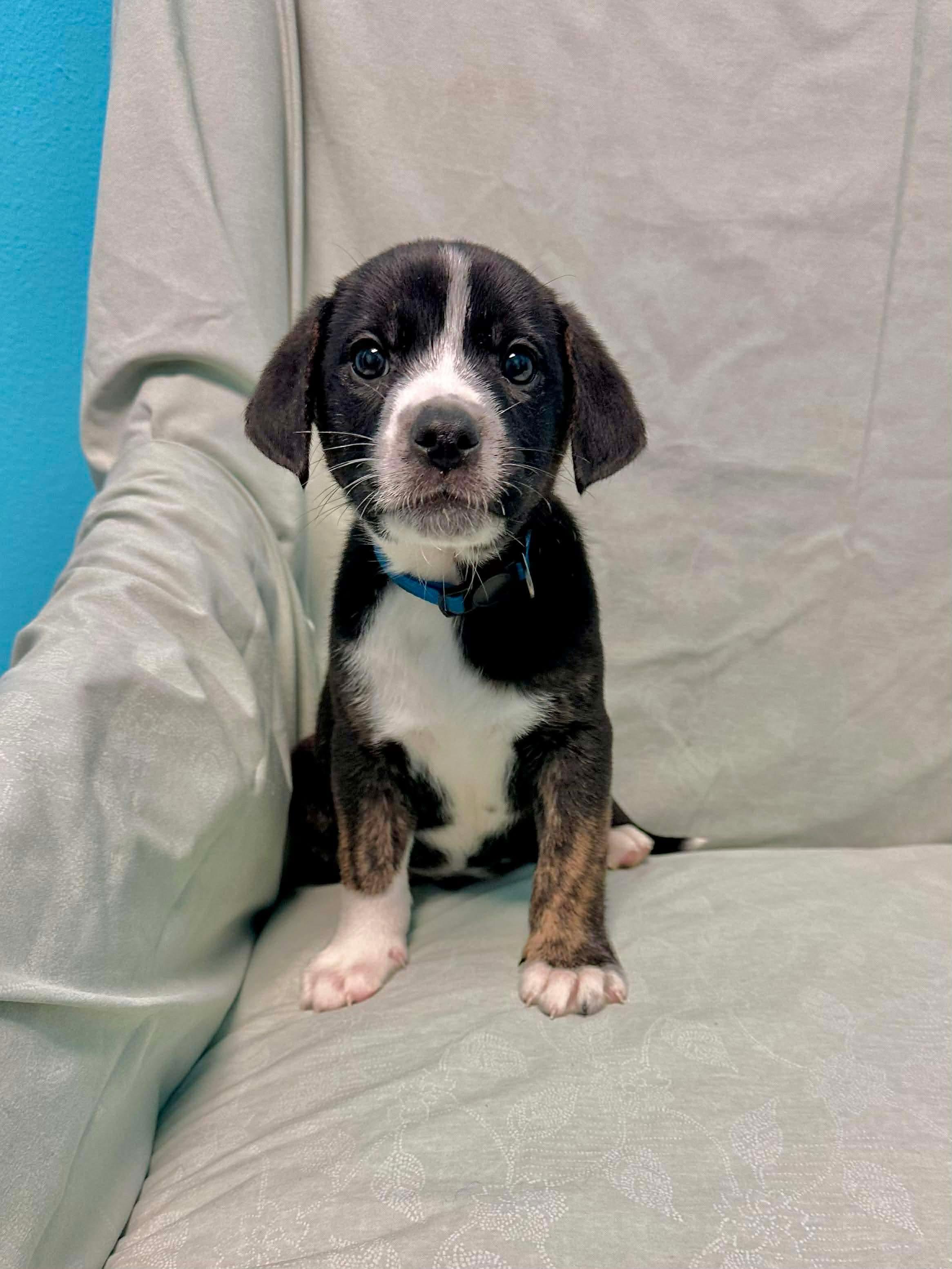 Enlarge Sam, a Adoptable mixed breed in Walker, LA image 4/4