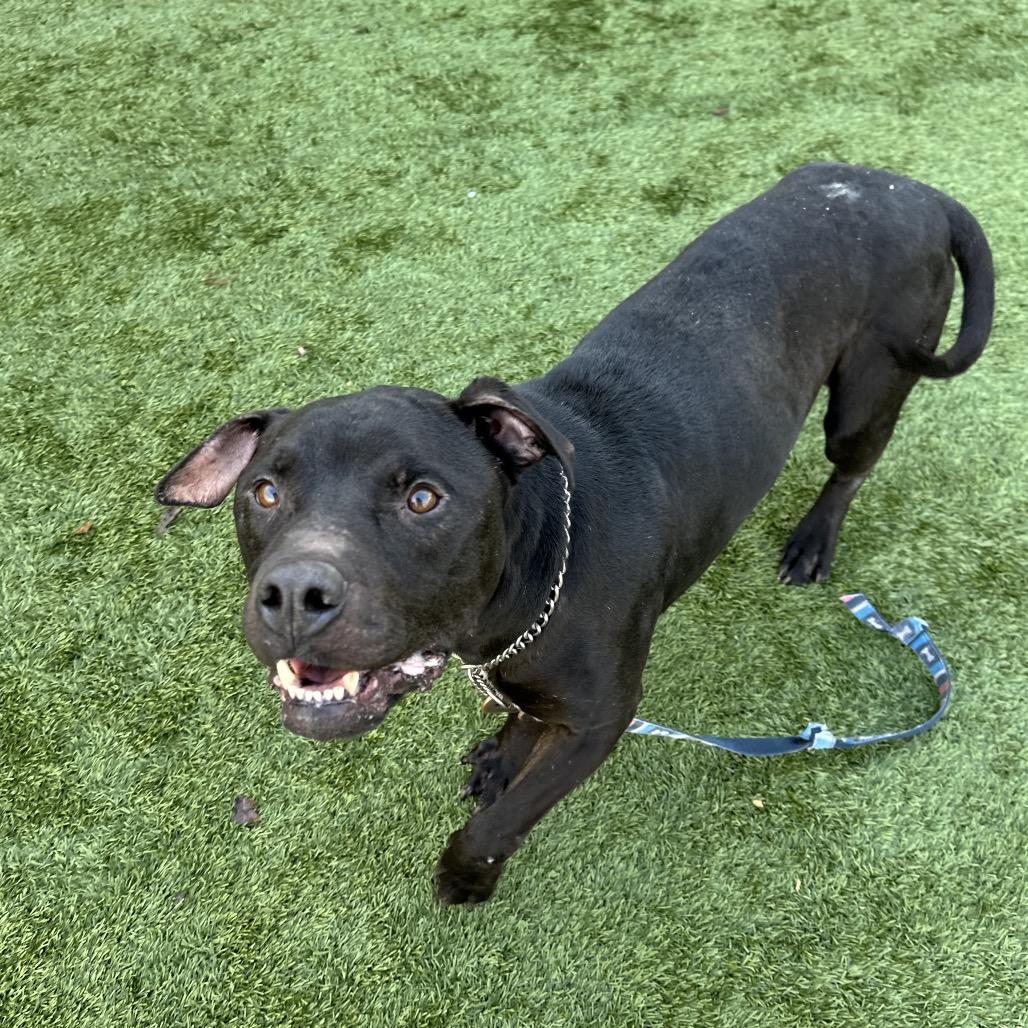 Enlarge Ares - ECAS, a Adoptable mixed breed in Pleasanton, CA image 1/6