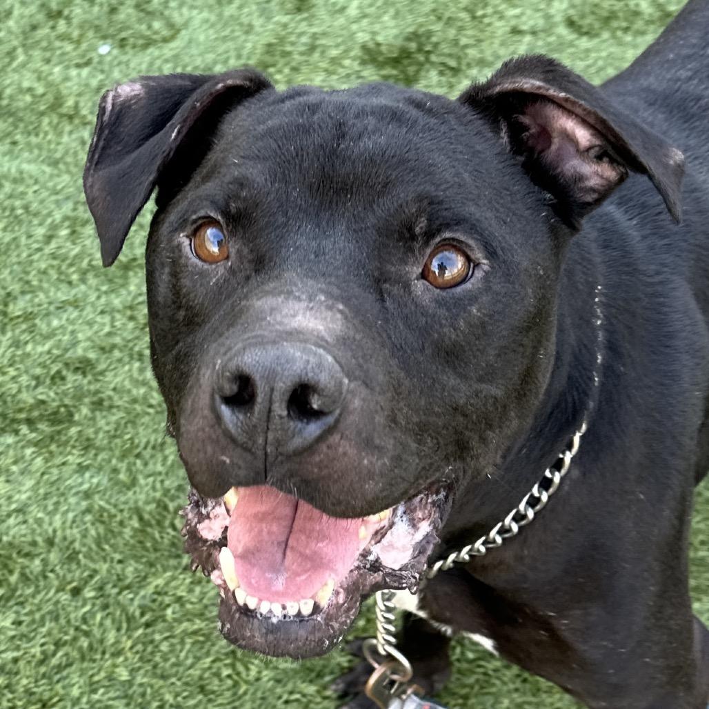 Enlarge Ares - ECAS, a Adoptable mixed breed in Pleasanton, CA image 2/6