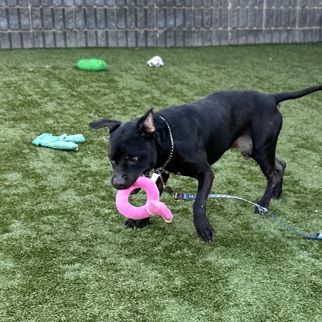 Enlarge Ares - ECAS, a Adoptable mixed breed in Pleasanton, CA image 3/6