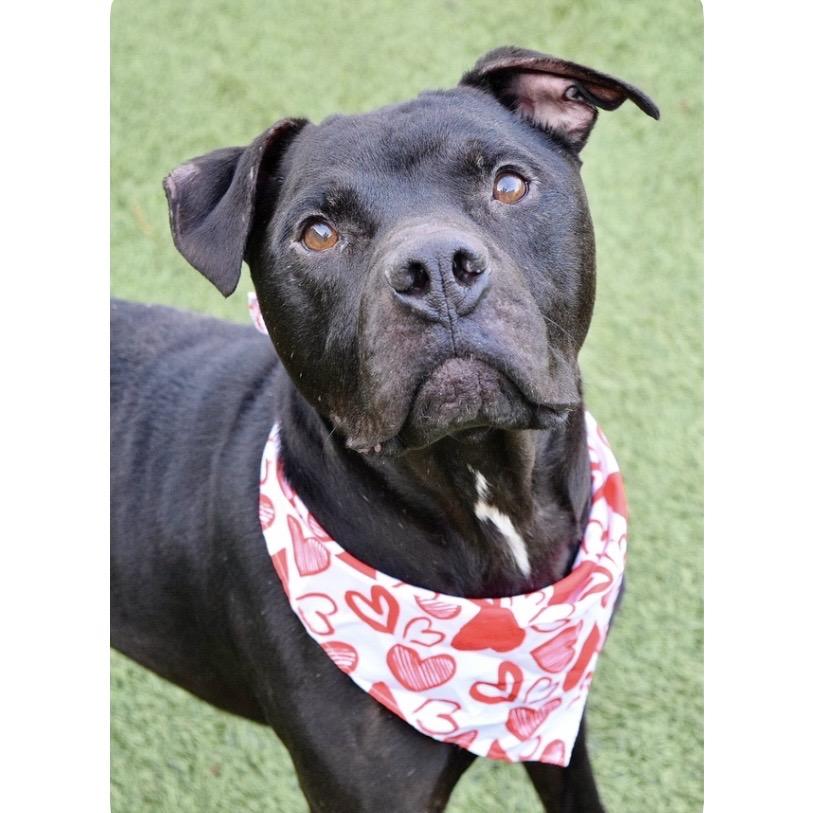 Enlarge Ares - ECAS, a Adoptable mixed breed in Pleasanton, CA image 4/6