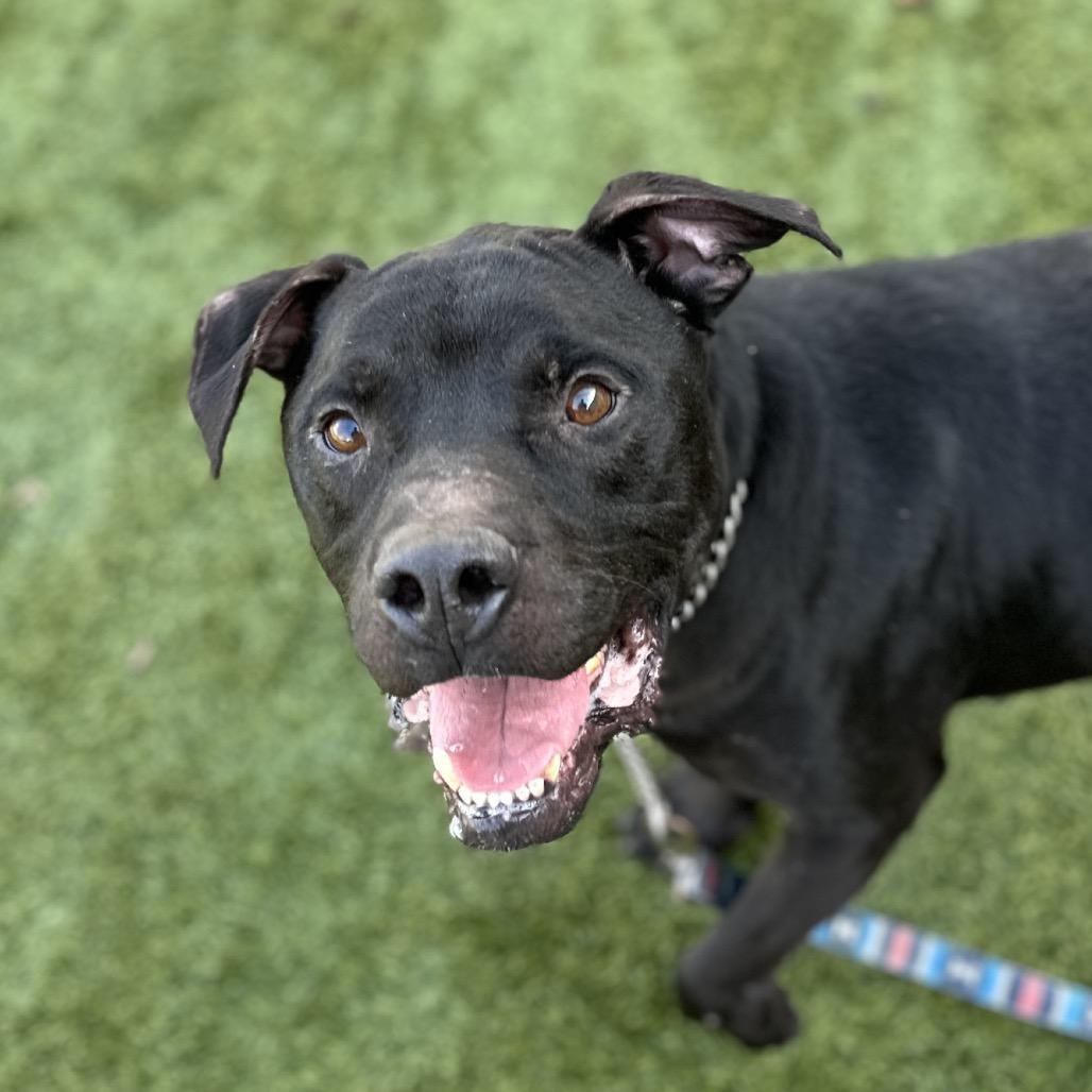 Enlarge Ares - ECAS, a Adoptable mixed breed in Pleasanton, CA image 5/6