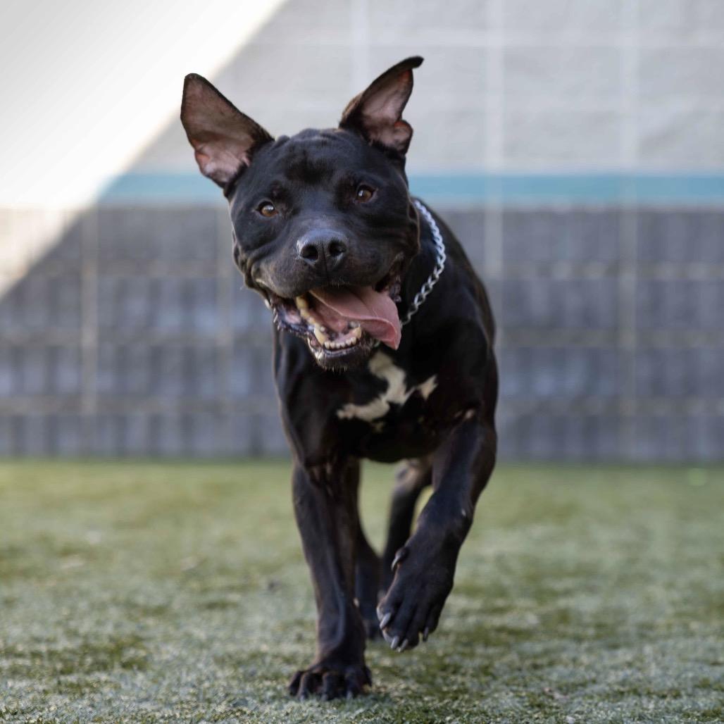 Enlarge Ares - ECAS, a Adoptable mixed breed in Pleasanton, CA image 6/6