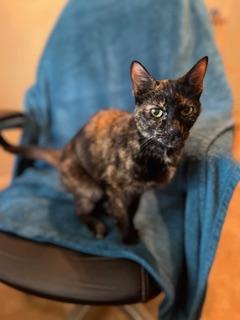 Enlarge Zeva, a ADOPTABLE Domestic Short Hair in Oceanside, CA image 4/5