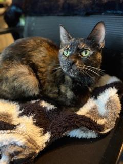 Zeva, ADOPTABLE, Senior Female Domestic Short Hair.