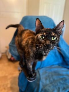 Enlarge Zeva, a ADOPTABLE Domestic Short Hair in Oceanside, CA image 5/5