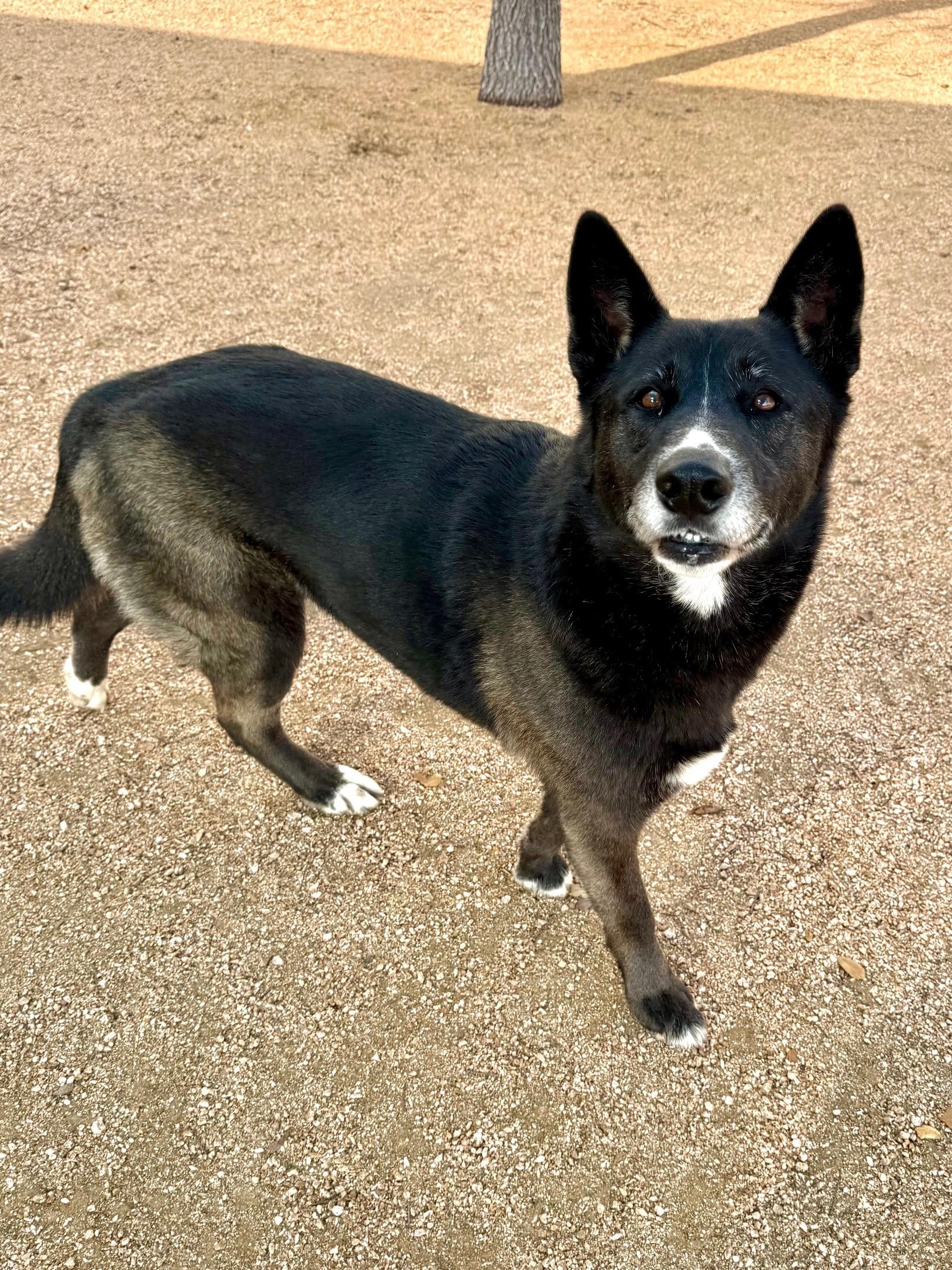 Enlarge Storm, a ADOPTABLE mixed breed in Comfort, TX image 2/3