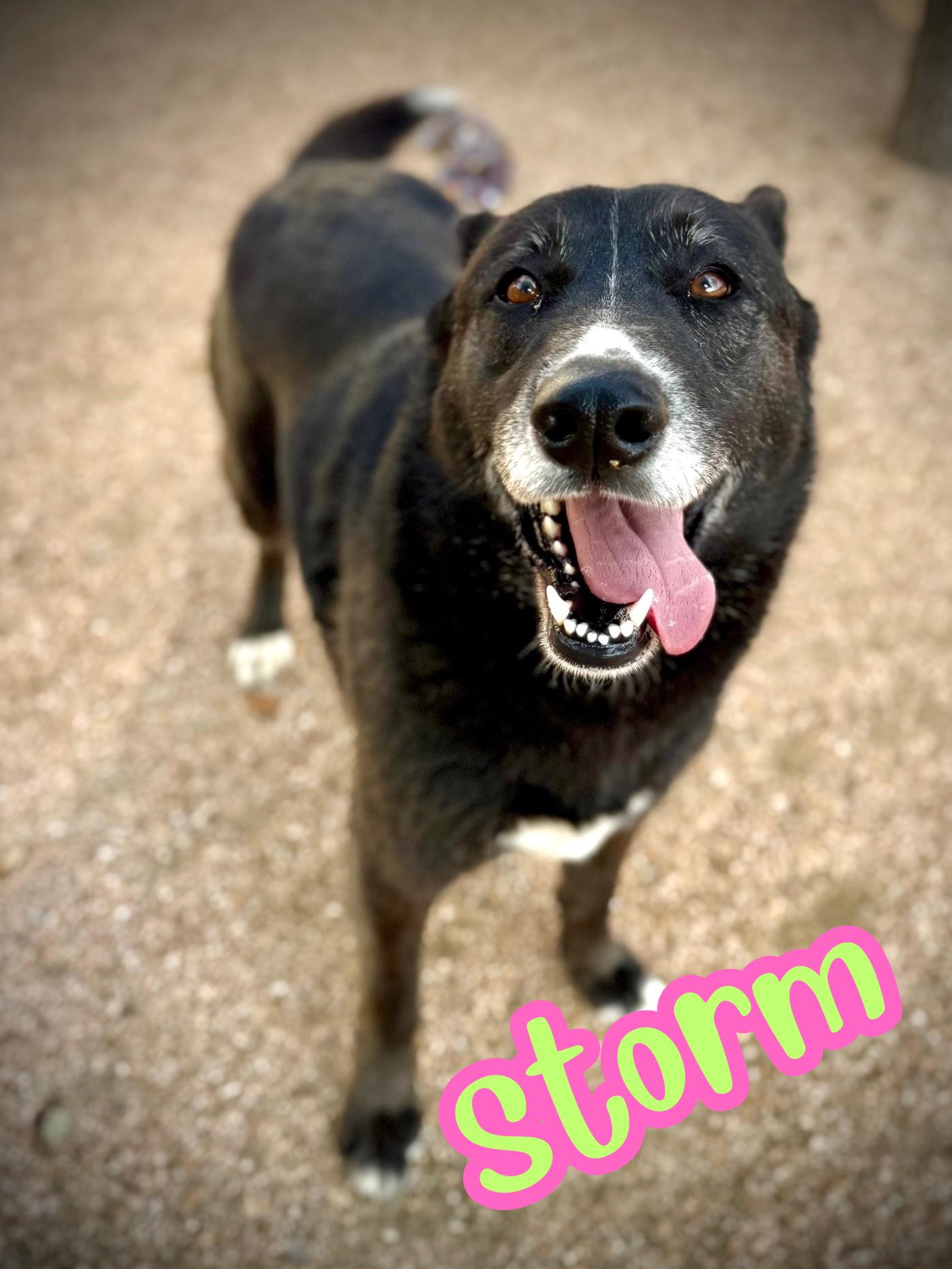 Storm, ADOPTABLE, Adult Female Shepherd.
