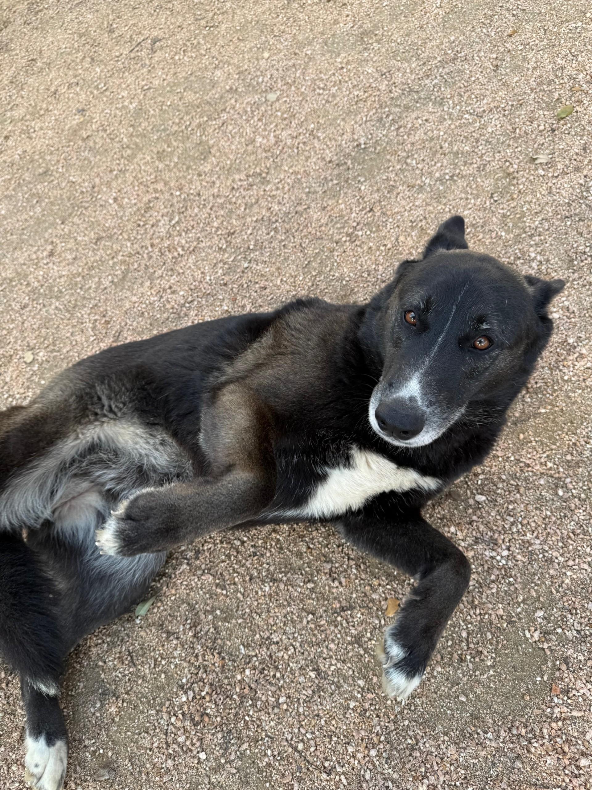 Enlarge Storm, a ADOPTABLE mixed breed in Comfort, TX image 3/3