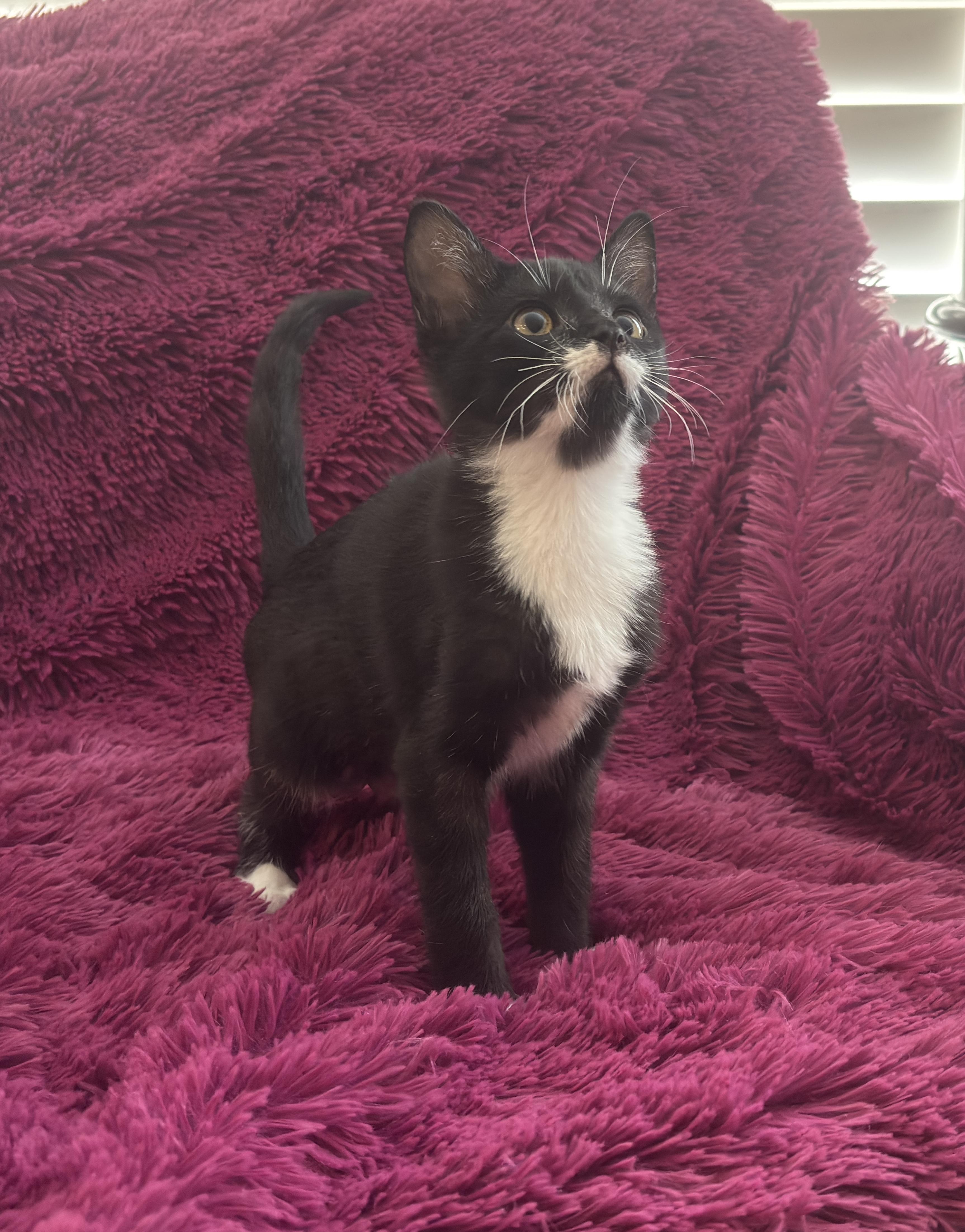 ROSIE - BOTTLE BABY LOVERGIRL!, a Adoptable Domestic Short Hair in Plano, TX image 1/5