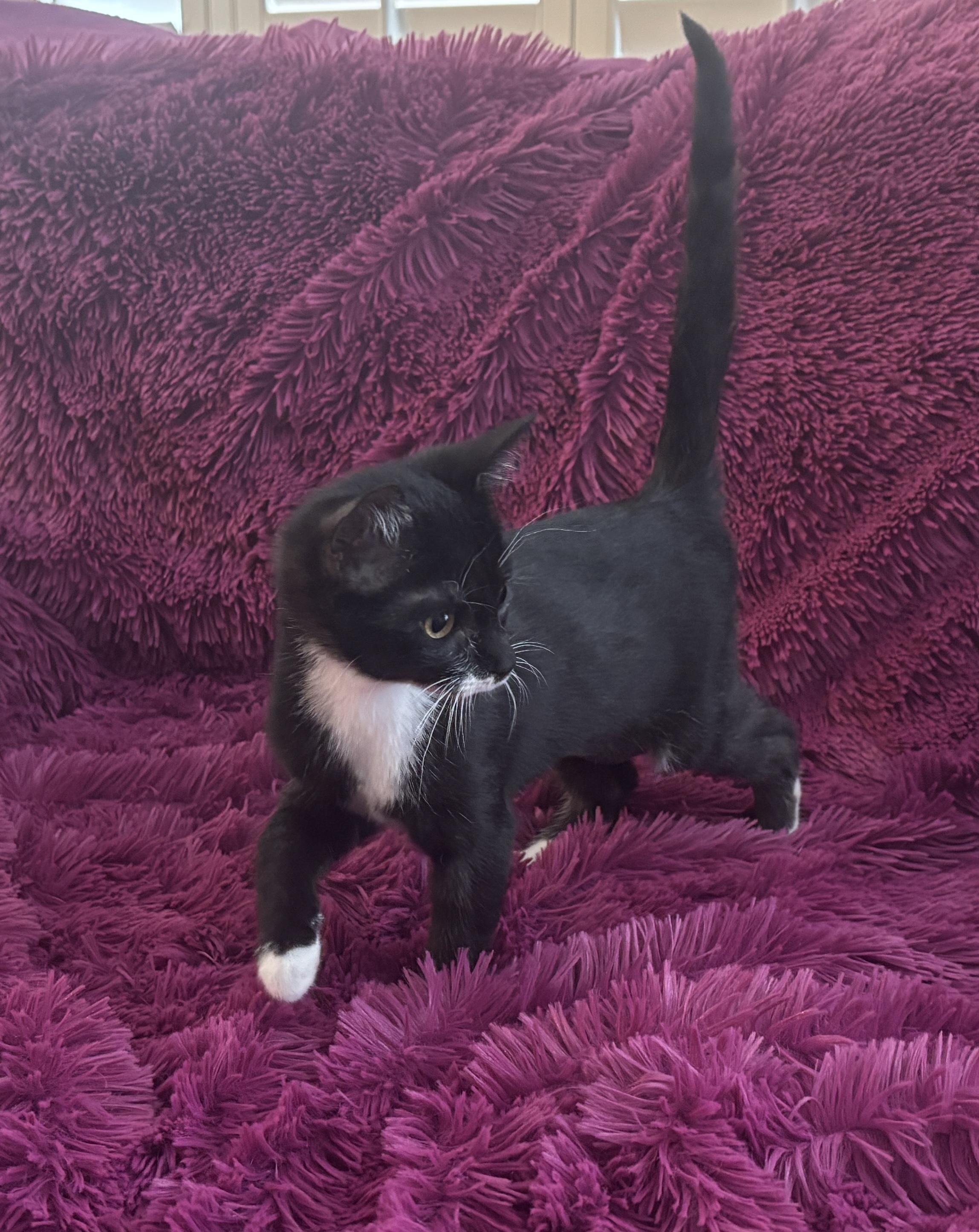 ROSIE - BOTTLE BABY LOVERGIRL!, Adoptable, Kitten Female Domestic Short Hair.