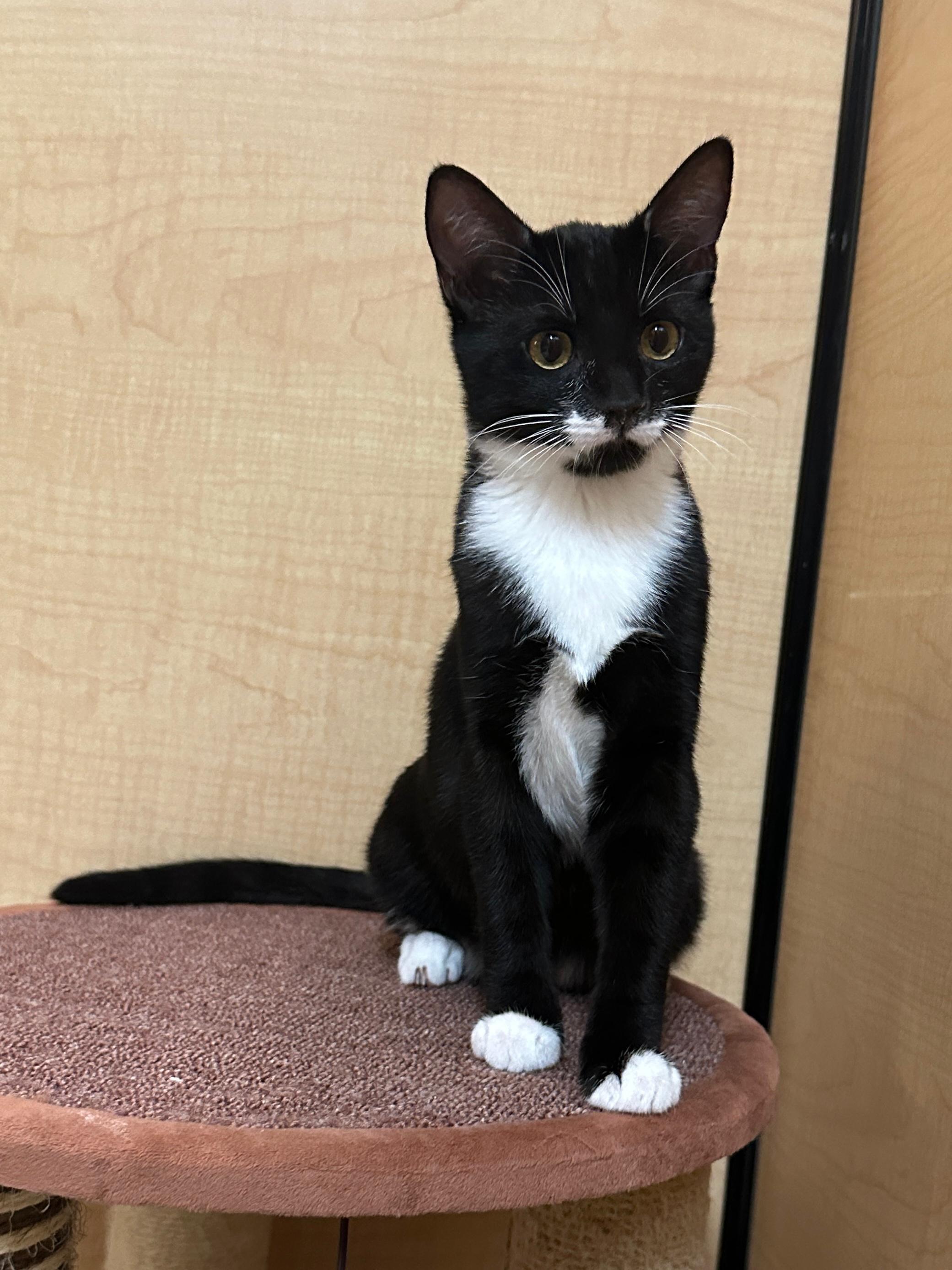 ROSIE - BOTTLE BABY LOVERGIRL!, a Adoptable Domestic Short Hair in Plano, TX image 3/5