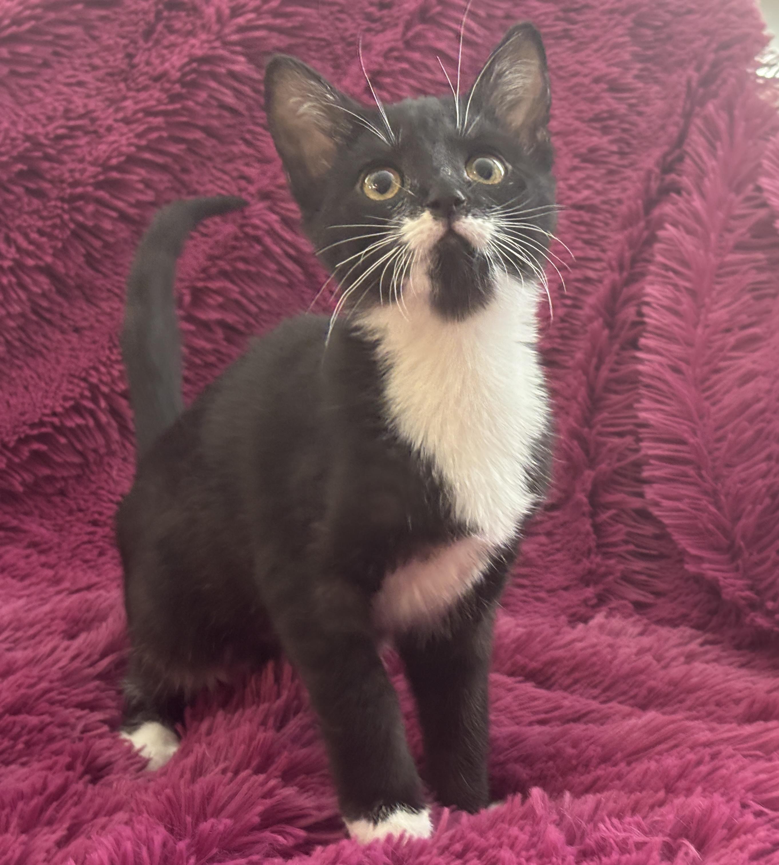 ROSIE - BOTTLE BABY LOVERGIRL!, a Adoptable Domestic Short Hair in Plano, TX image 4/5