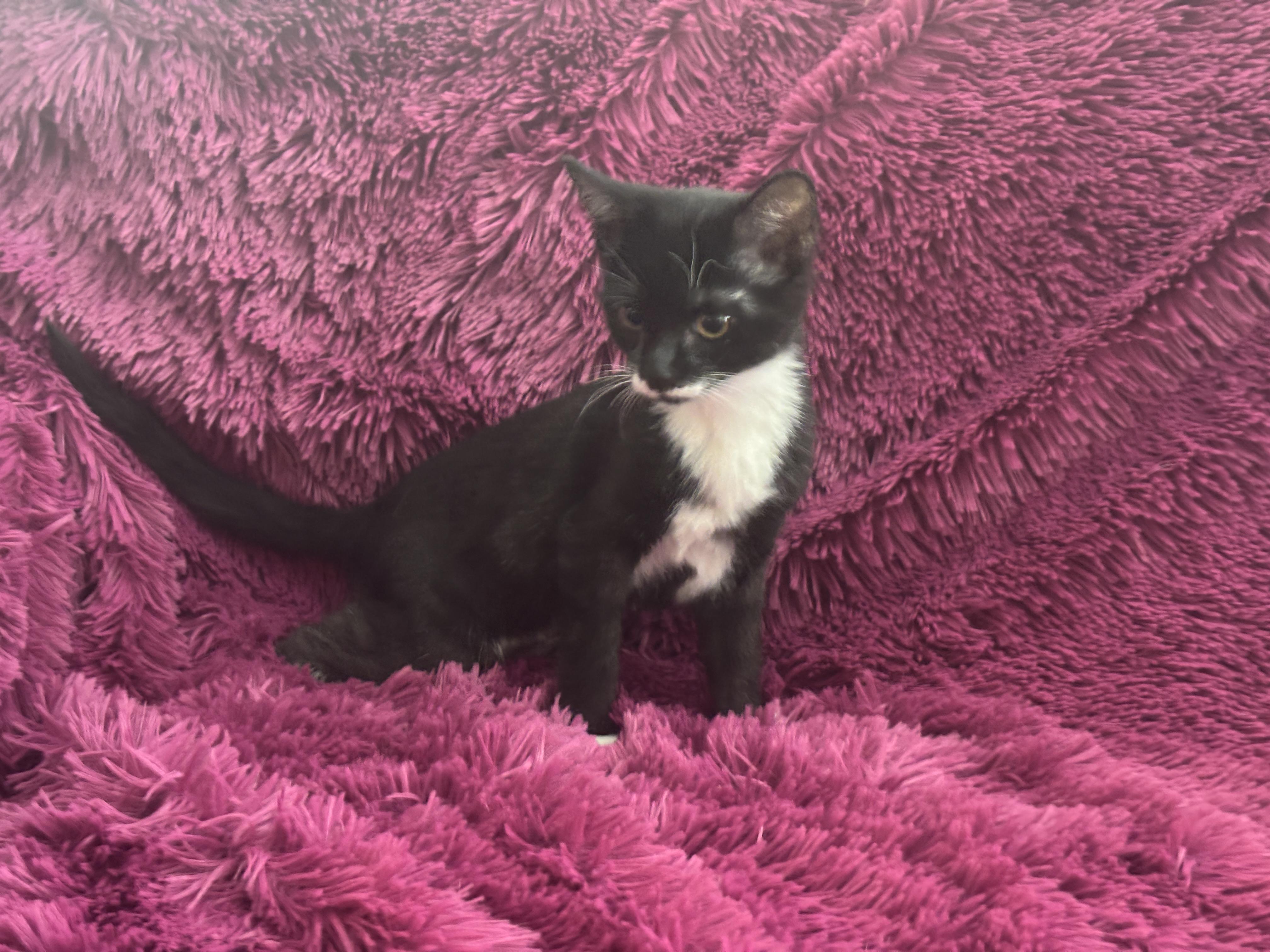 ROSIE - BOTTLE BABY LOVERGIRL!, a Adoptable Domestic Short Hair in Plano, TX image 5/5