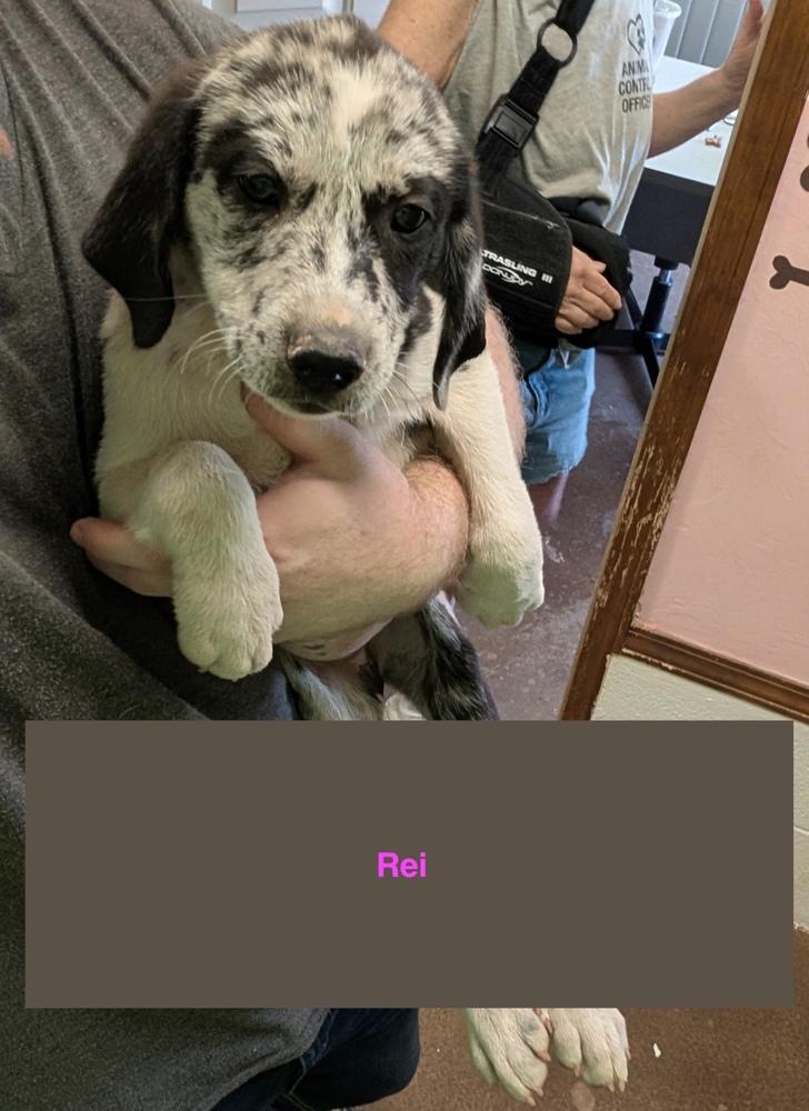 Rei, Adoptable, Puppy Female Mixed Breed.