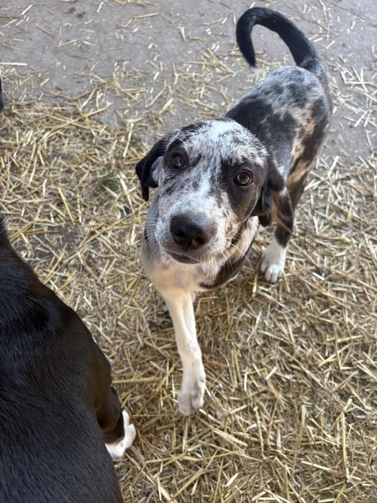 Enlarge Rei, a Adoptable mixed breed in Deerfield, WI image 3/3