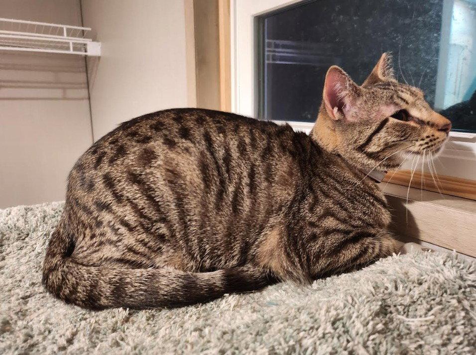 Yardley (female tabby) Scrappy (adopted male black), Adoptable, Young Female Domestic Short Hair.