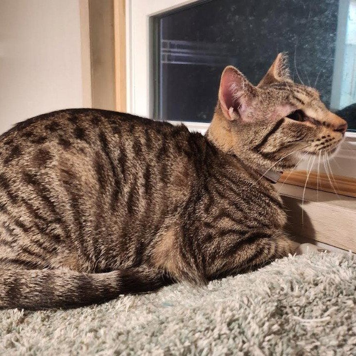 Yardley, a Adoptable Domestic Short Hair in Hampstead, NC image 2/5