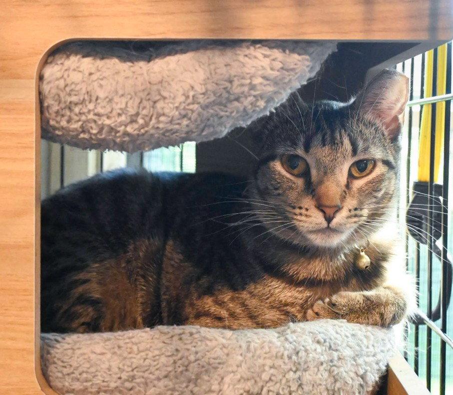 Yardley (female tabby) Scrappy (adopted male black), a Adoptable Domestic Short Hair in Hampstead, NC image 2/3