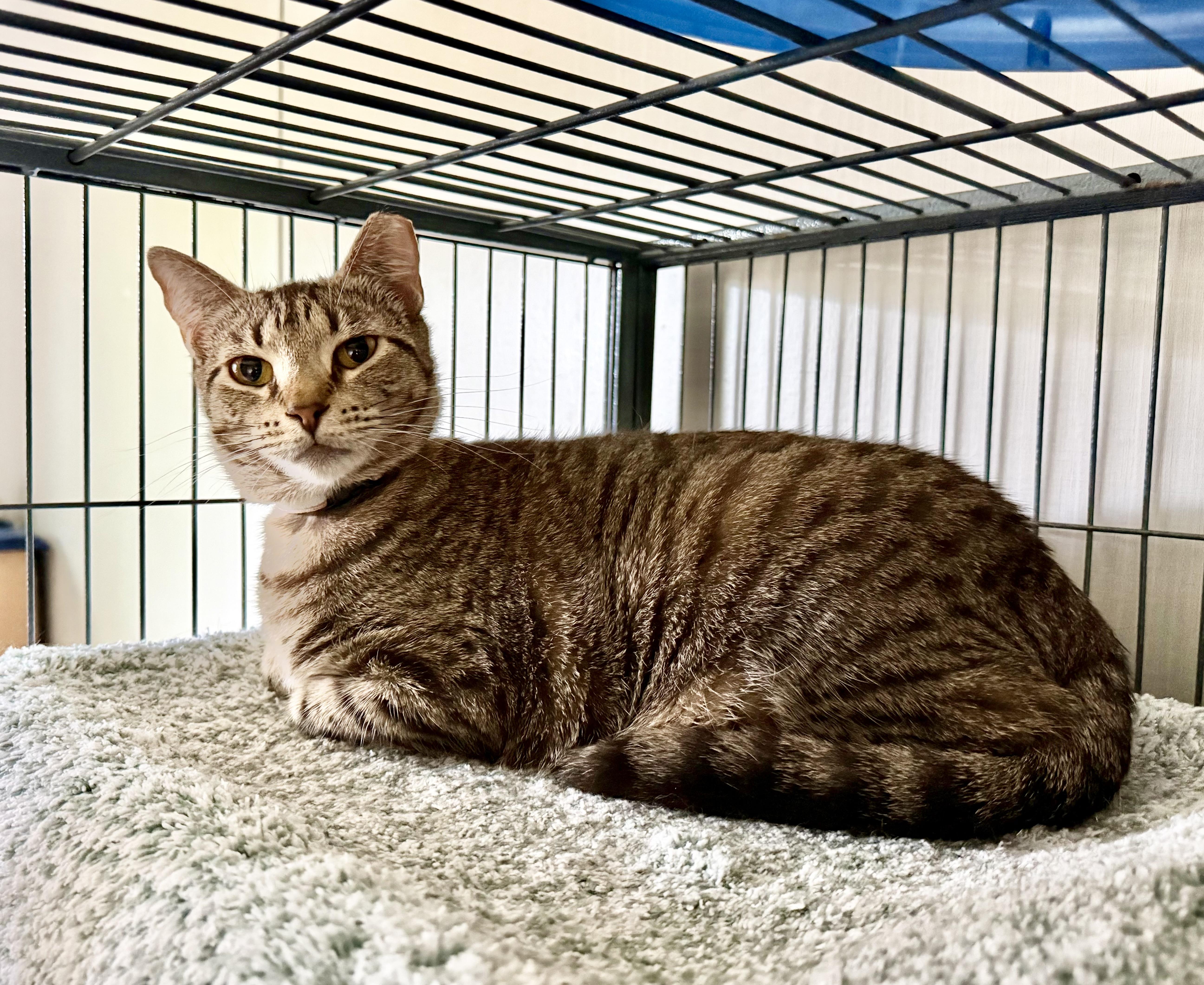 Yardley, Adoptable, Young Female Domestic Short Hair.