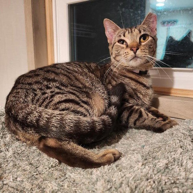 Yardley, a Adoptable Domestic Short Hair in Hampstead, NC image 4/5