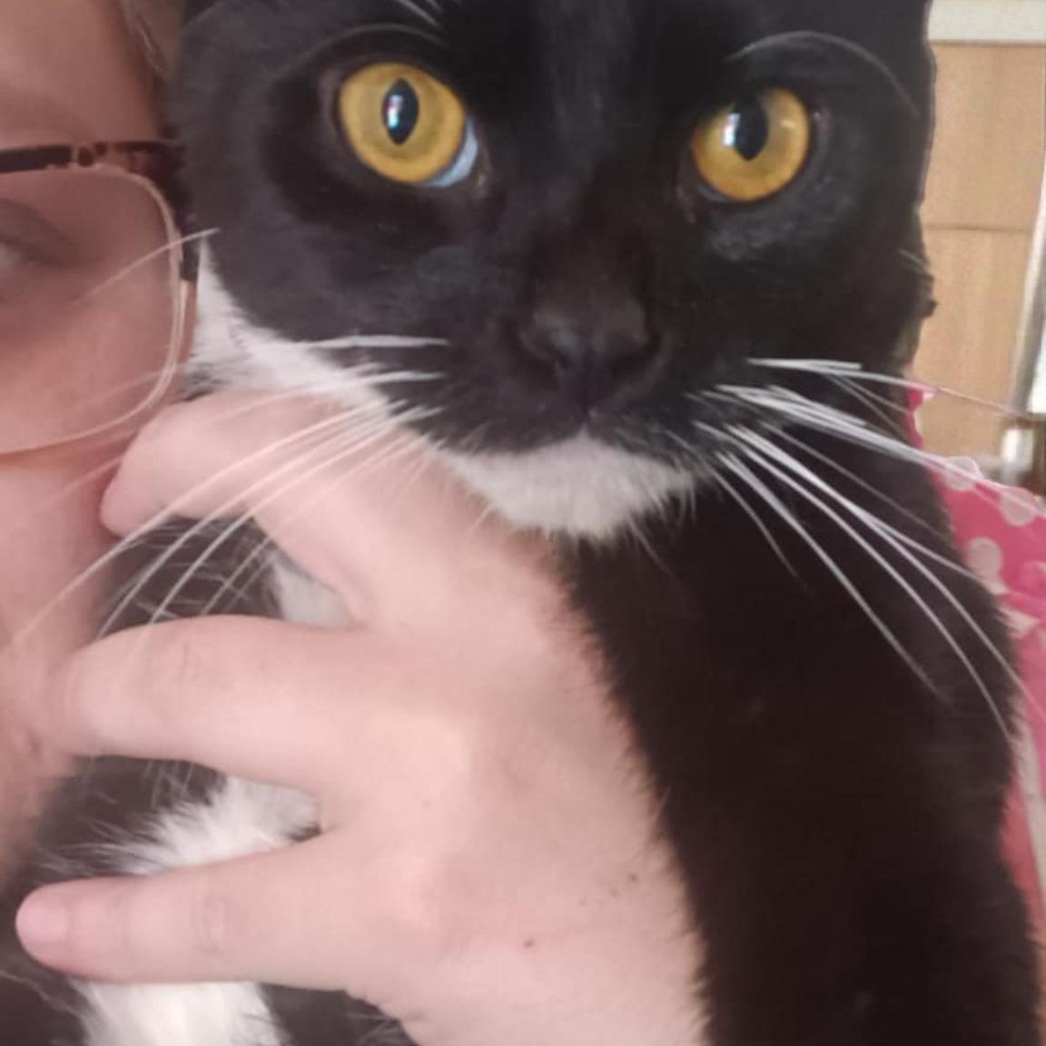 Mr. Whiskers, a Adopted Tuxedo in Richmond, KY image 2/2