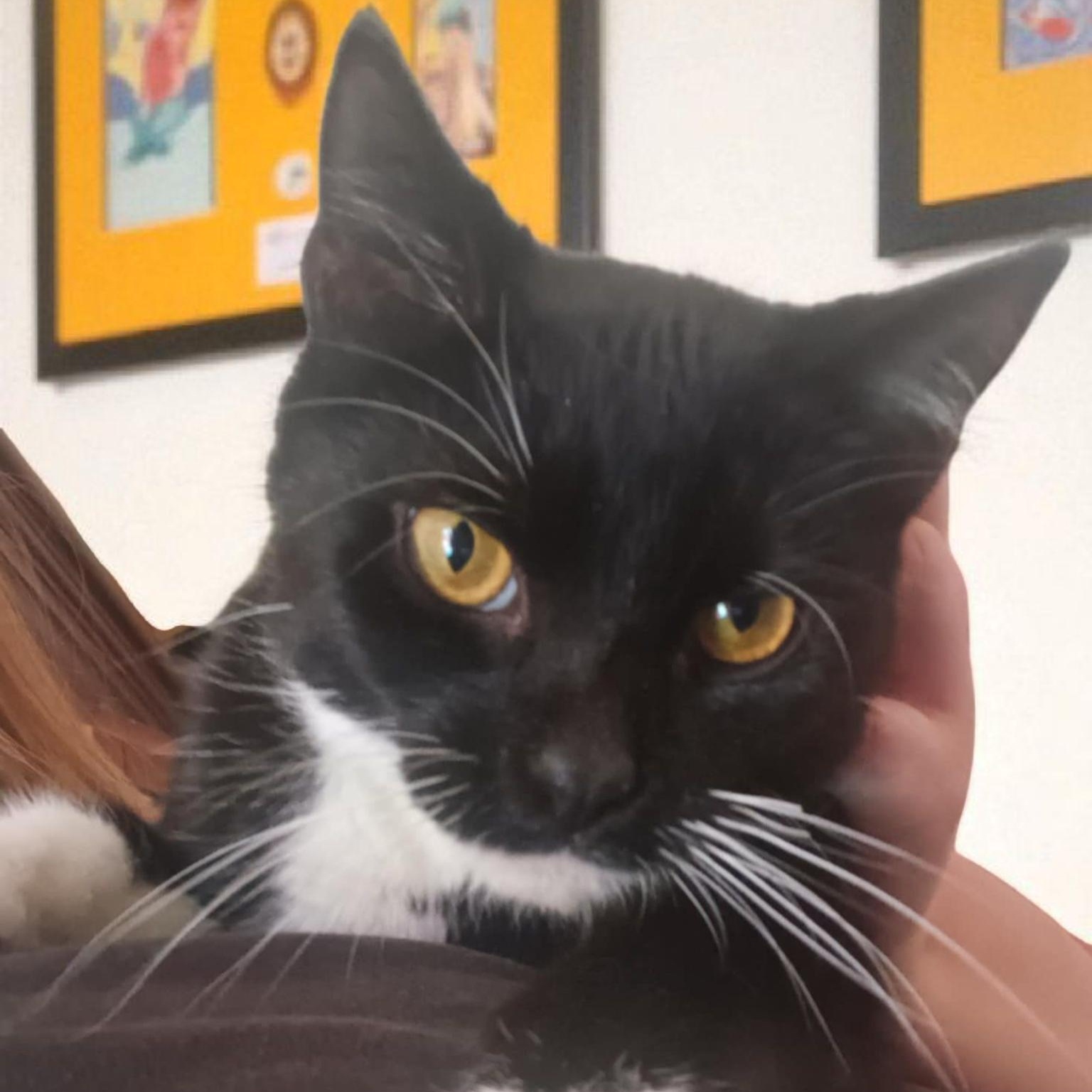 Mr. Whiskers, Adopted, Young Male Tuxedo.