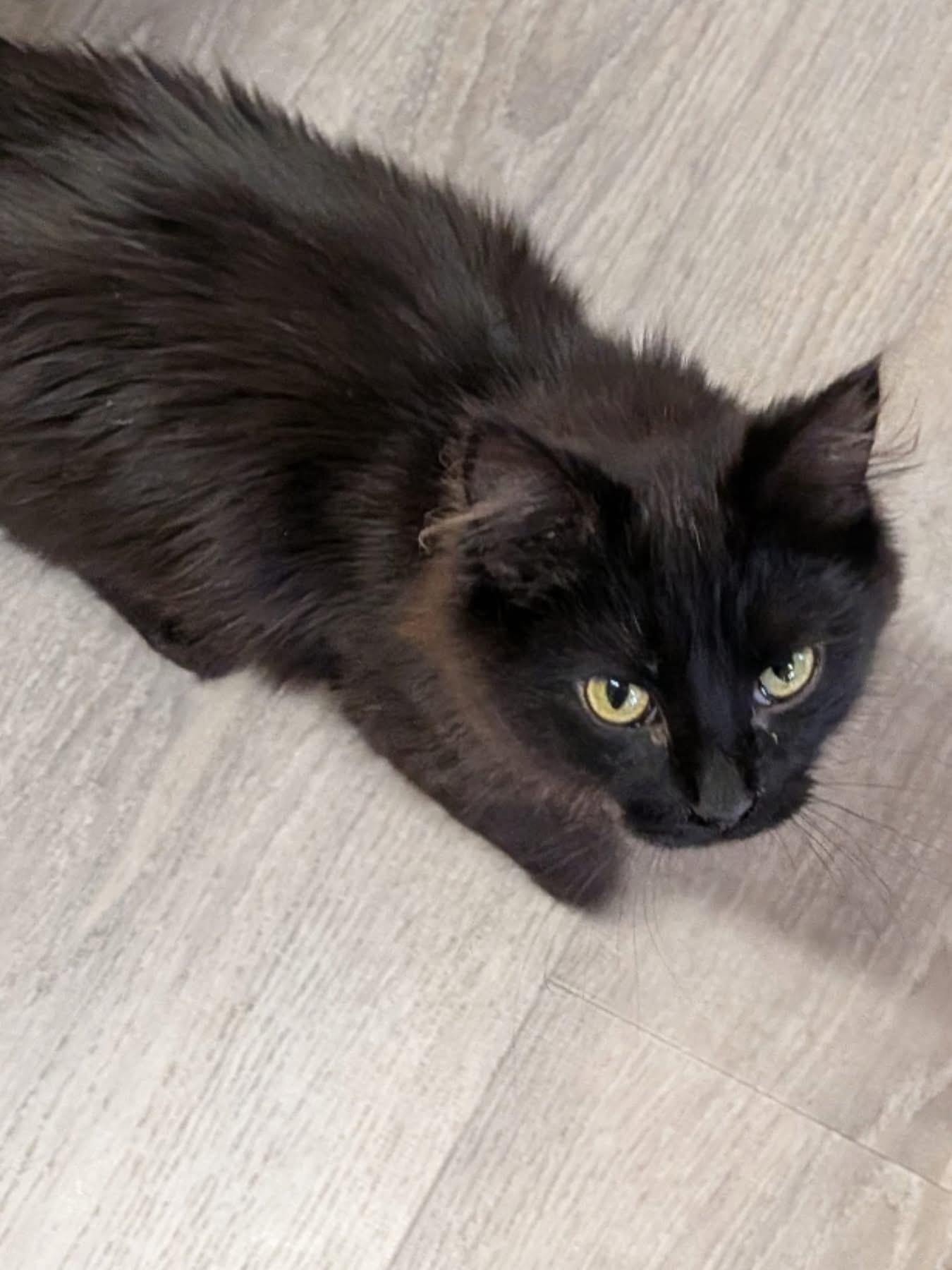 Princess, ADOPTABLE, Young Female Domestic Medium Hair.