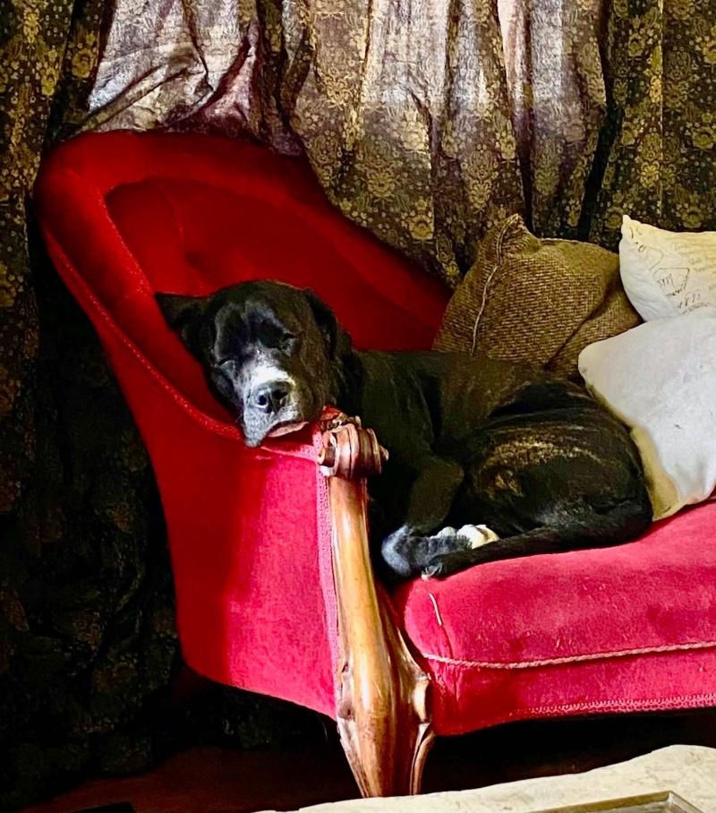 Enlarge Nyx, a Adoptable mixed breed in Bancroft, ON image 2/4