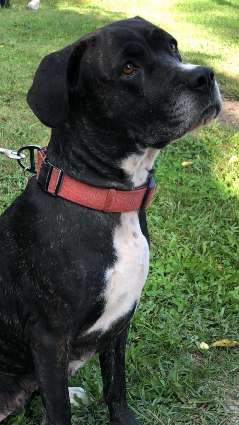 Enlarge Nyx, a Adoptable mixed breed in Bancroft, ON image 3/4