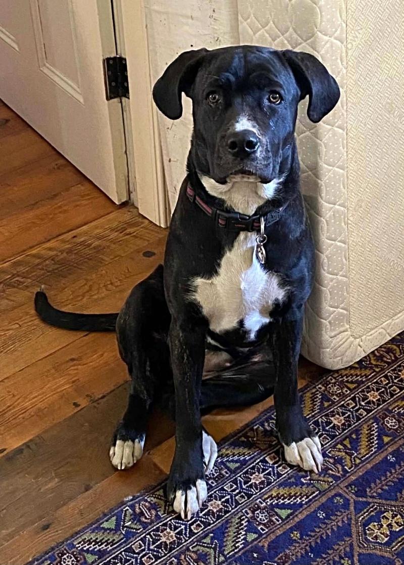 Enlarge Nyx, a Adoptable mixed breed in Bancroft, ON image 4/4