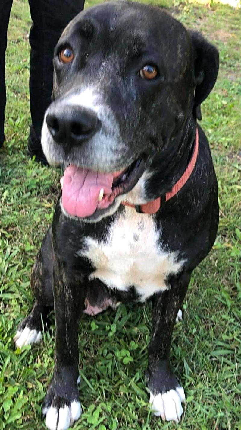 Enlarge Nyx, a Adoptable mixed breed in Bancroft, ON image 1/4